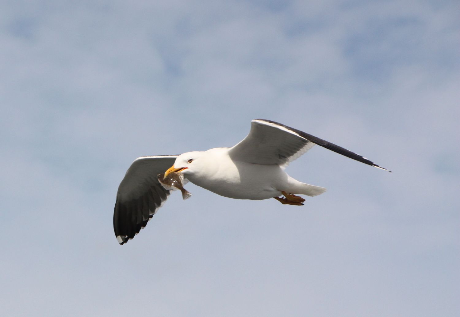 Möwe auf Texel